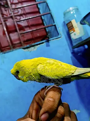 ফ্লায়িং টেম বাজীগার ৫০ দিন + বয়স, মানুষের সাথে থাকতে ভালোবাসে