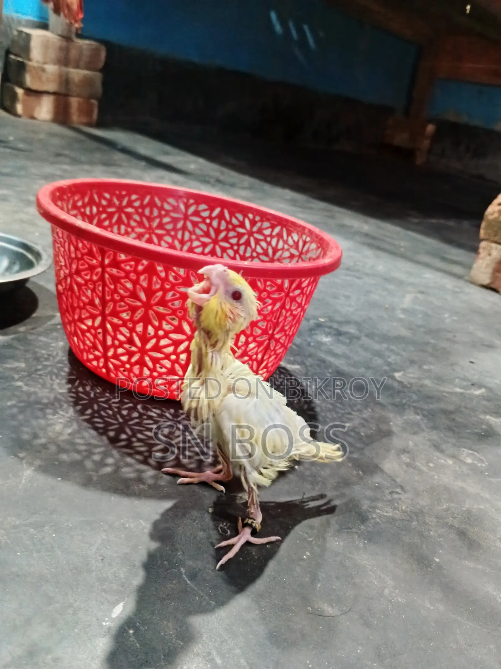 টেম্প সাইজ বেবি হোম ব্রিড বেবি