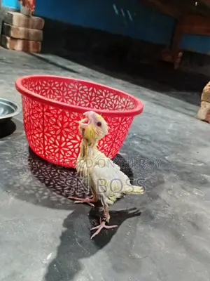 টেম্প সাইজ বেবি হোম ব্রিড বেবি