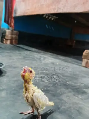 টেম্প সাইজ বেবি হোম ব্রিড বেবি