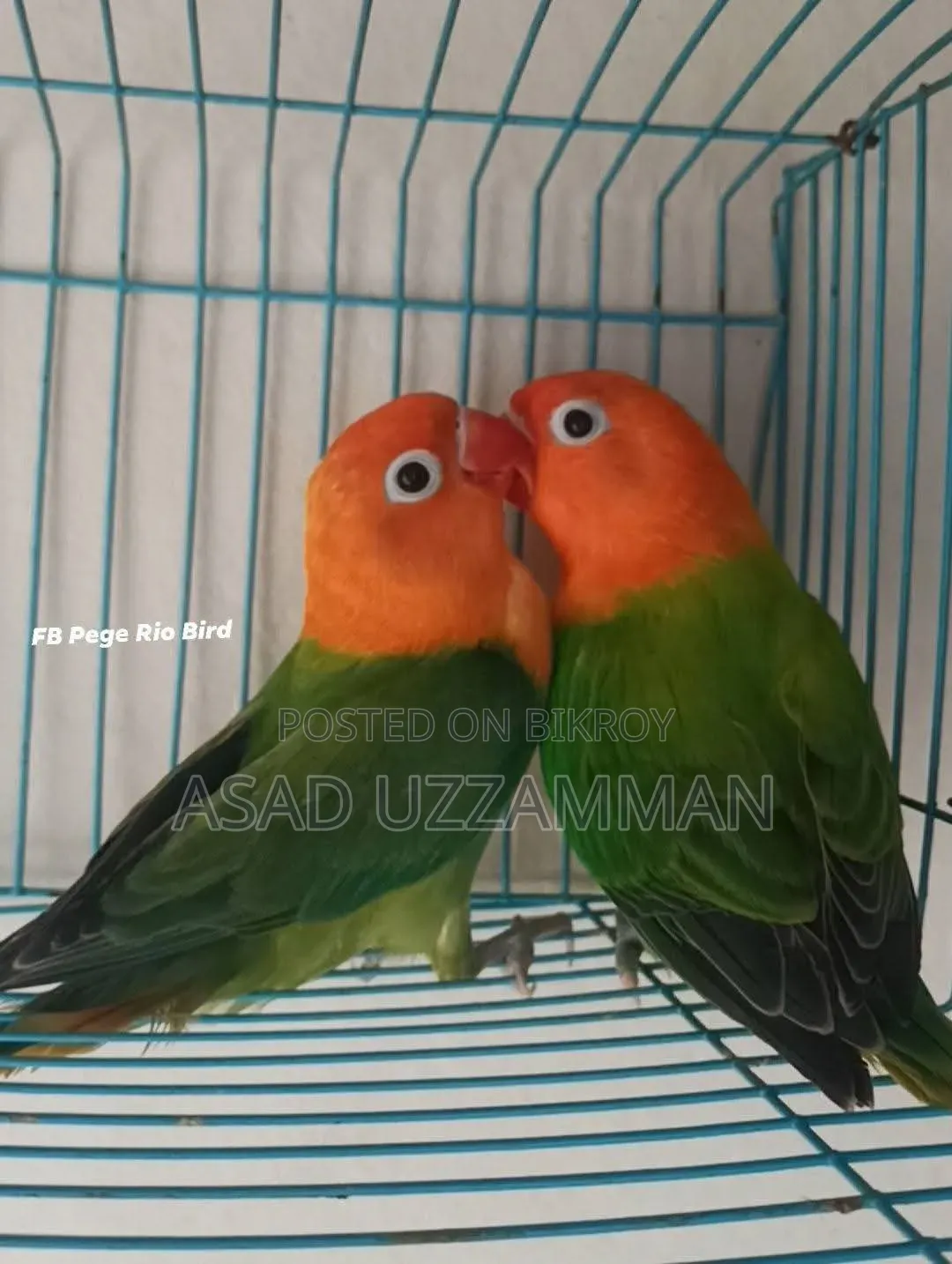 Love bird for sale