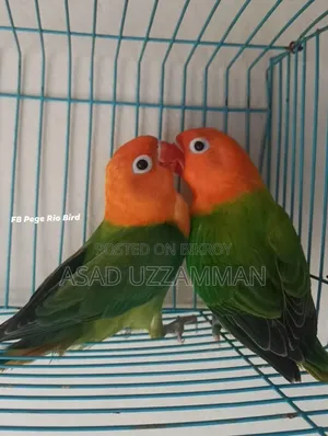 Love bird for sale