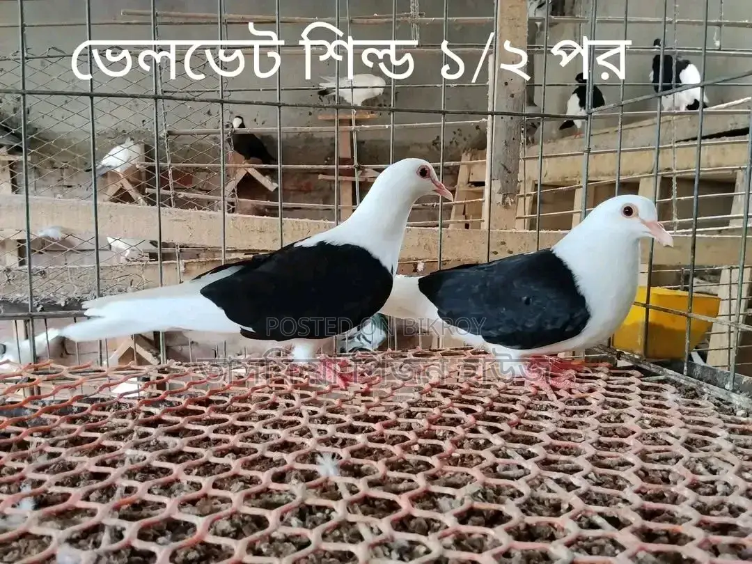 অরিজিনাল ইন্ডিয়ান লোটন কাকজি মাফেট হেলমেট কবুতর