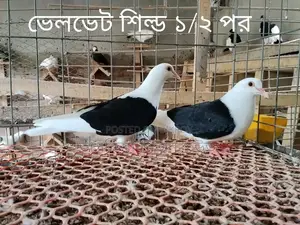 অরিজিনাল ইন্ডিয়ান লোটন কাকজি মাফেট হেলমেট কবুতর