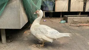 China Duck চীনা হাঁস