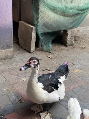 China Duck চীনা হাঁস