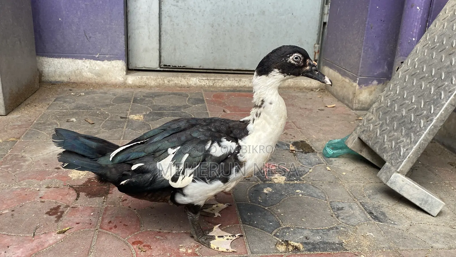 China Duck চীনা হাঁস