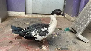 China Duck চীনা হাঁস