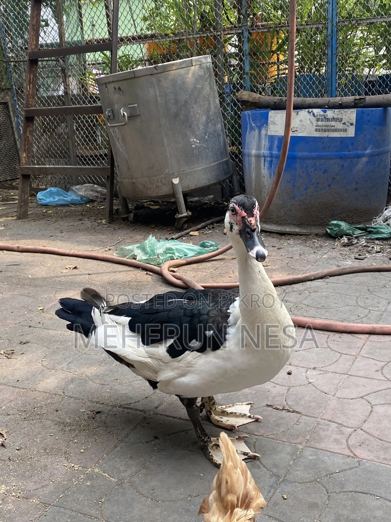 China Duck চীনা হাঁস