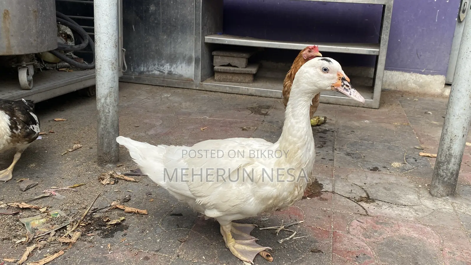 China Duck চীনা হাঁস