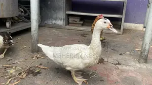 China Duck চীনা হাঁস