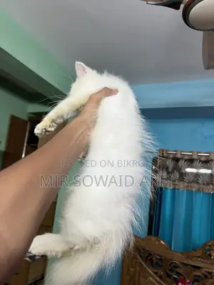 ৩-৬ মাসের মেল পিওরব্রেড পার্সিয়ান