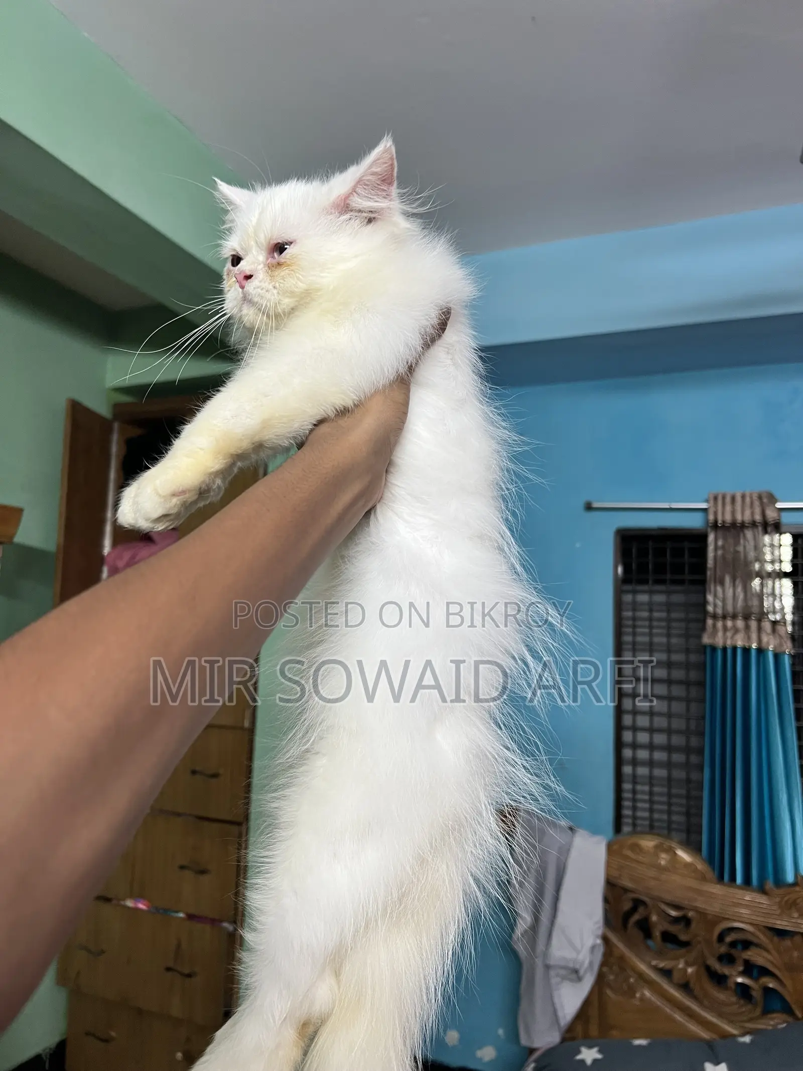 ৩-৬ মাসের মেল পিওরব্রেড পার্সিয়ান
