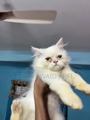 ৩-৬ মাসের মেল পিওরব্রেড পার্সিয়ান