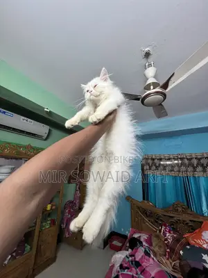 ৩-৬ মাসের মেল পিওরব্রেড পার্সিয়ান