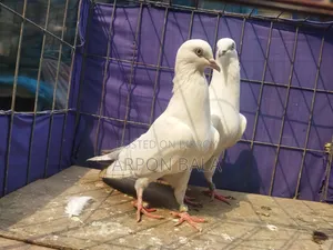 কোয়ালিটি ফুল সিলভার দম