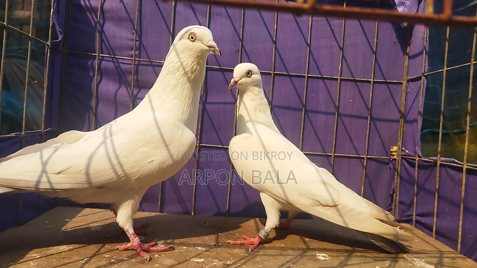 কোয়ালিটি ফুল সিলভার দম