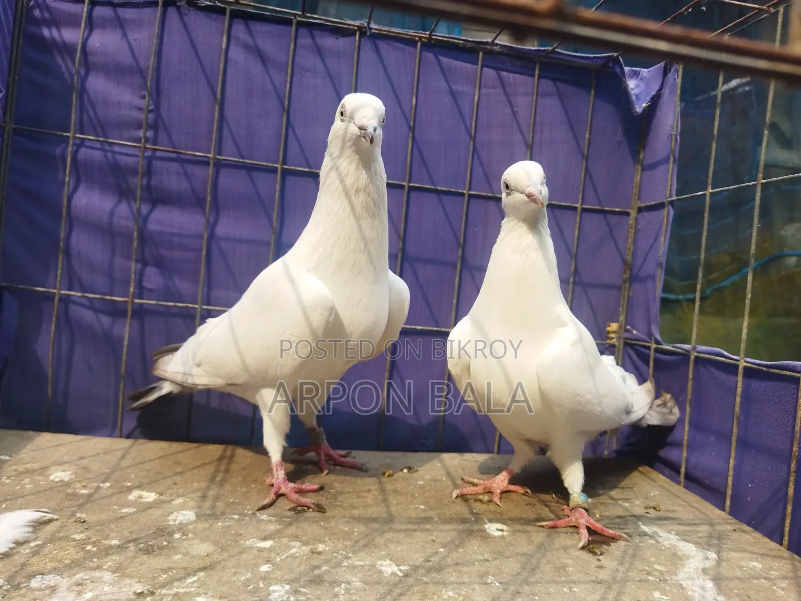 কোয়ালিটি ফুল সিলভার দম