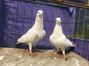কোয়ালিটি ফুল সিলভার দম