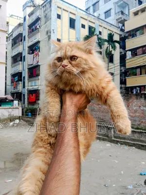 ৬-১২ মাস বয়সী পুরুষ খাঁটি পার্সিয়ান বিড়াল