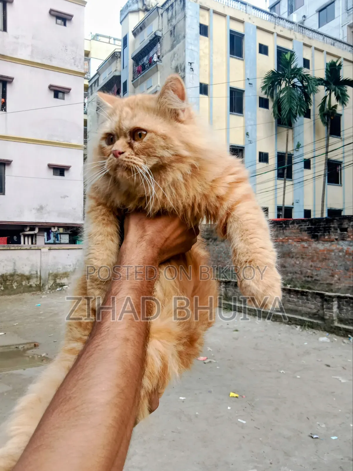 ৬-১২ মাস বয়সী পুরুষ খাঁটি পার্সিয়ান বিড়াল