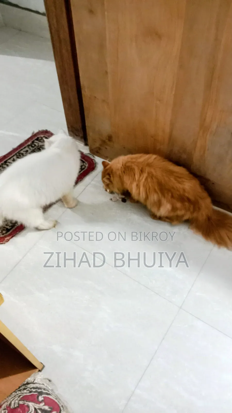 ৬-১২ মাস বয়সী পুরুষ খাঁটি পার্সিয়ান বিড়াল