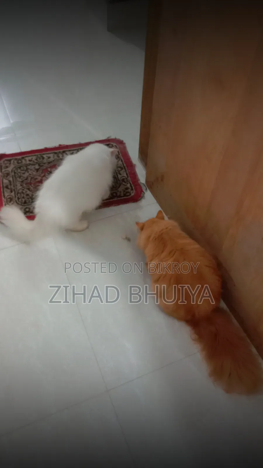 ৬-১২ মাস বয়সী পুরুষ খাঁটি পার্সিয়ান বিড়াল