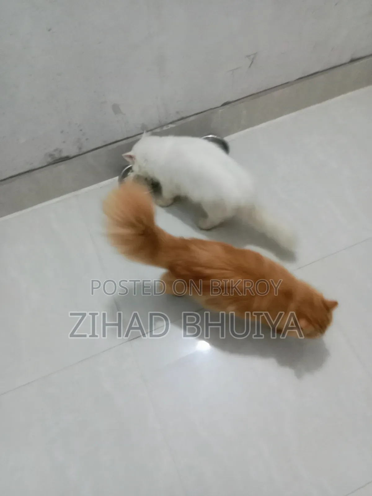 ৬-১২ মাস বয়সী পুরুষ খাঁটি পার্সিয়ান বিড়াল
