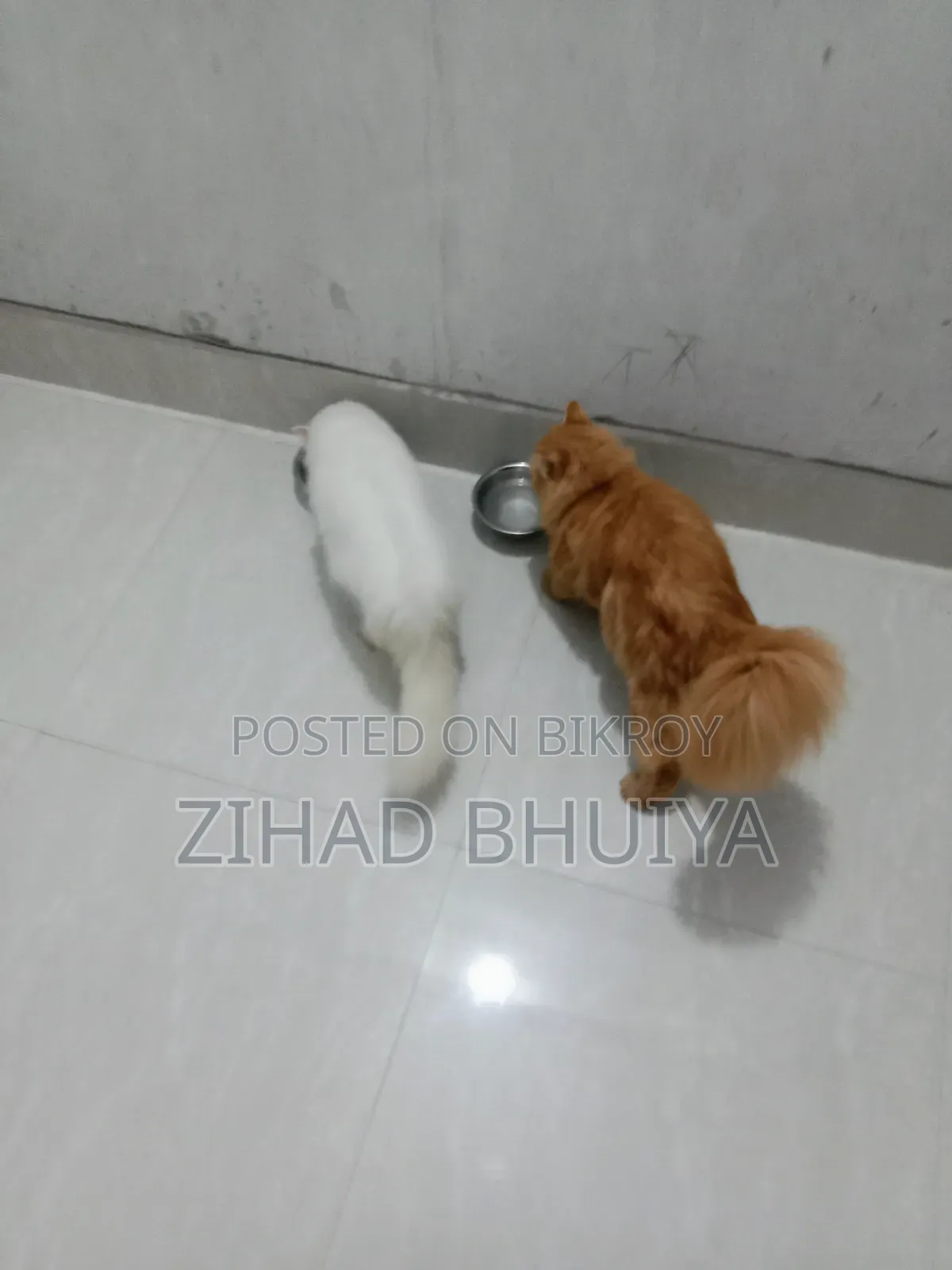 ৬-১২ মাস বয়সী পুরুষ খাঁটি পার্সিয়ান বিড়াল