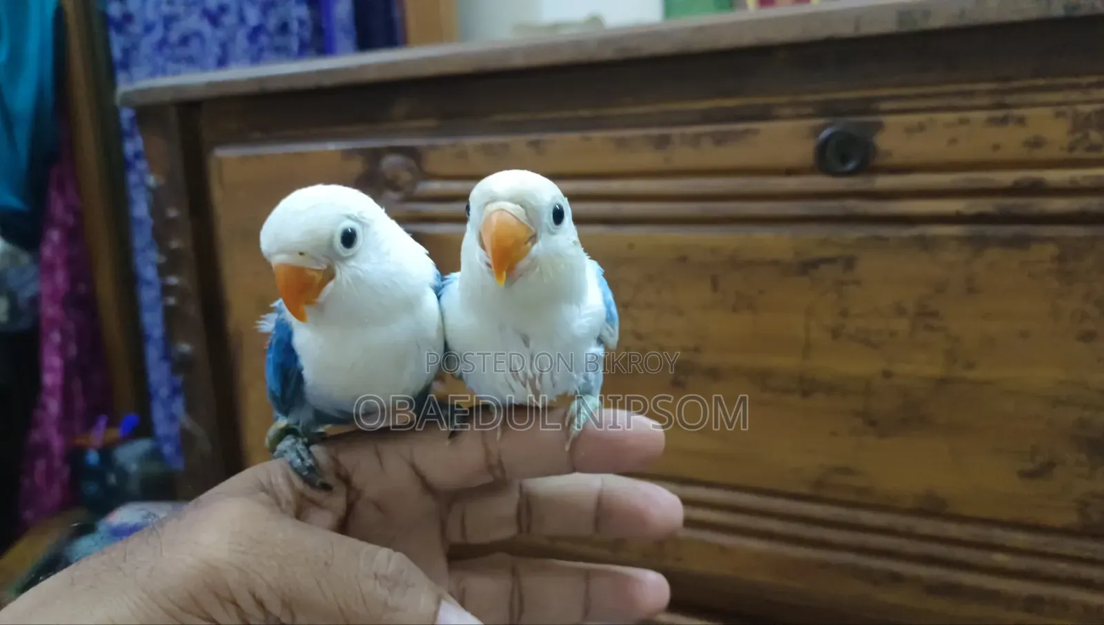 লাভবার্ড বেবি