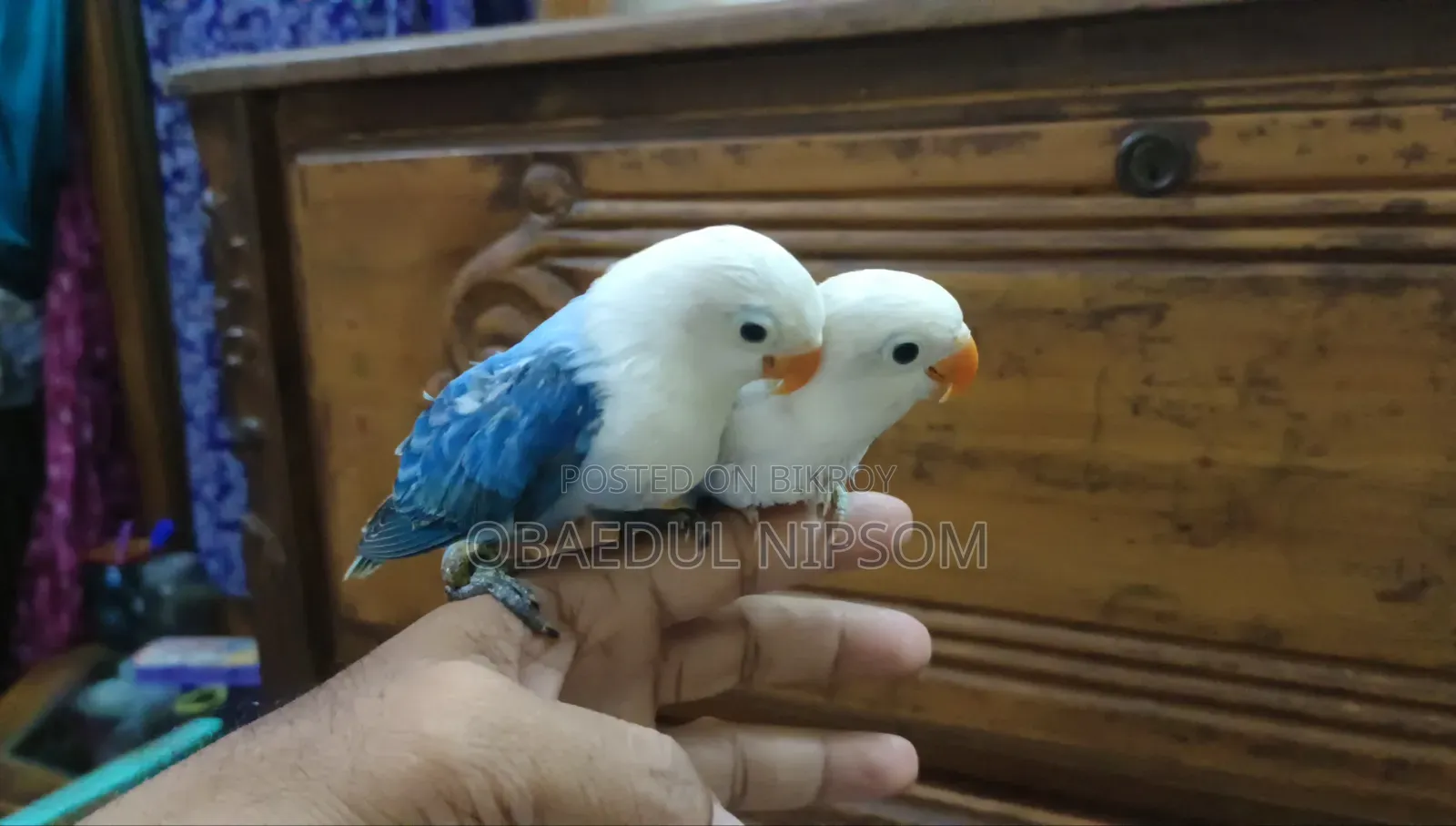 লাভবার্ড বেবি