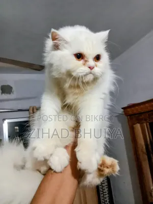 ৬-১২ মাস বয়সী স্ত্রী পিওর পার্সিয়ান বিড়াল