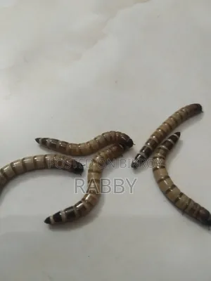 Beetle (Chicken Feed)