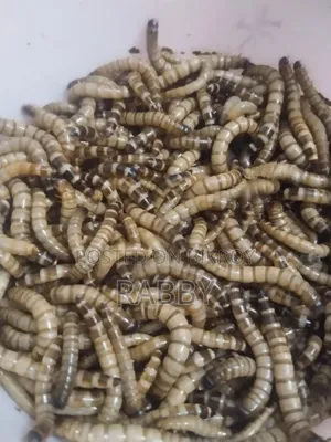 Beetle (Chicken Feed)