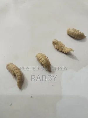 Beetle (Chicken Feed)