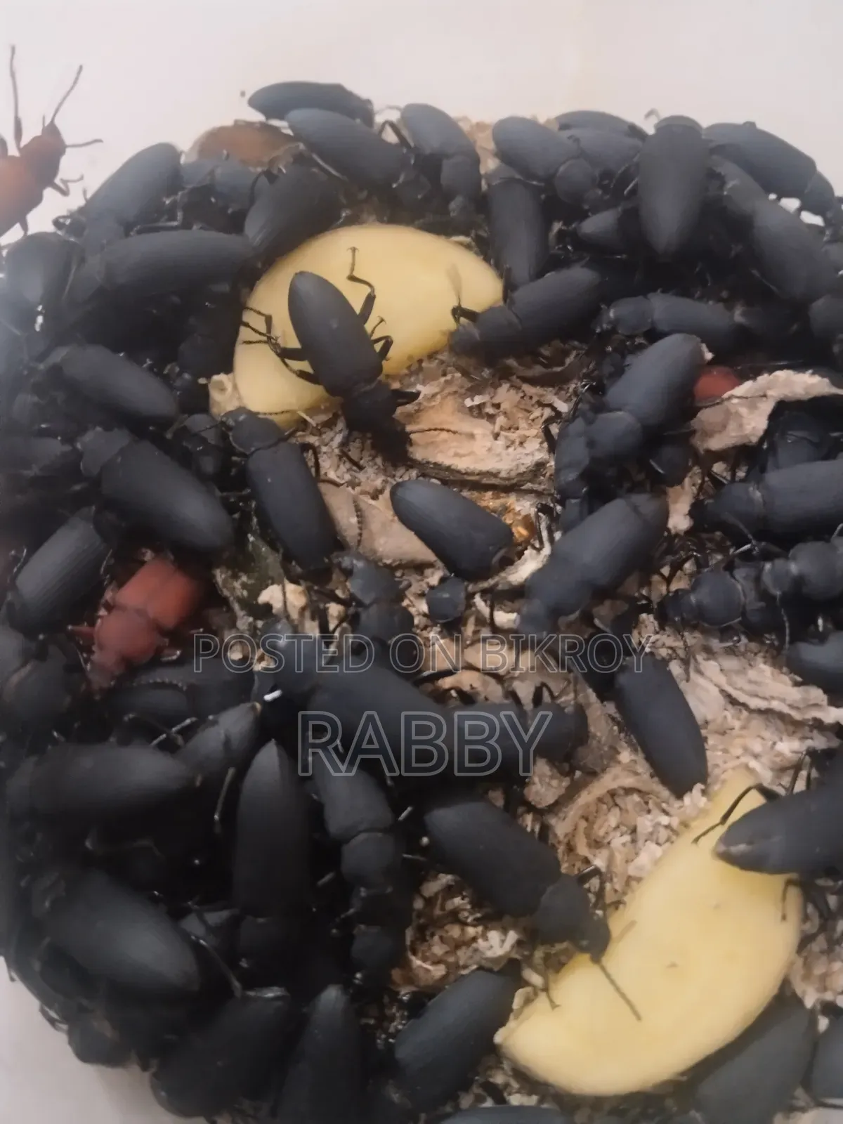 Beetle (Chicken Feed)