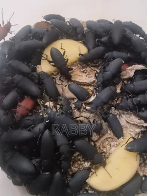 Beetle (Chicken Feed)