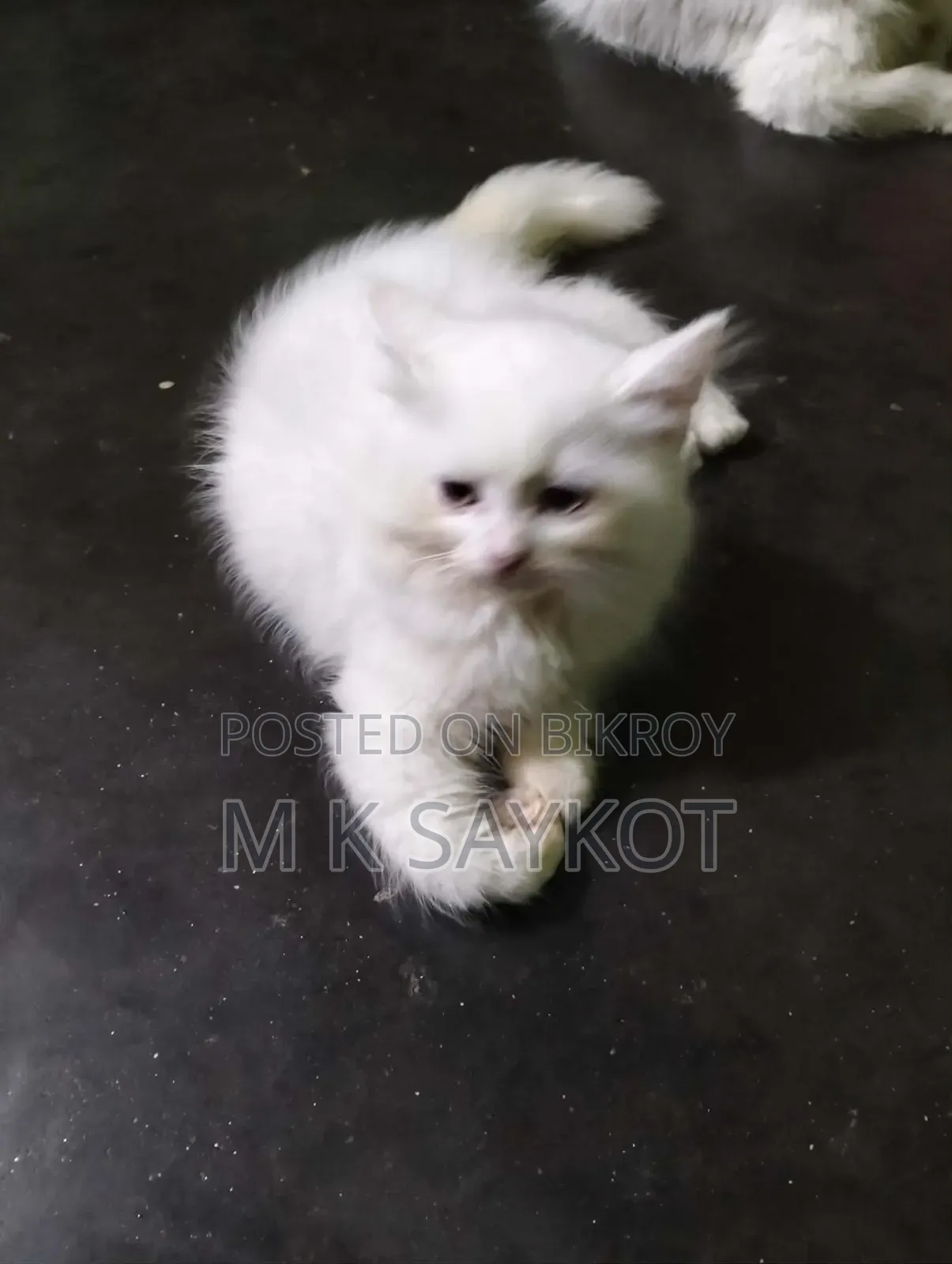 ১-৩ মাসের ফিমেল পিওরব্রেড পার্সিয়ান