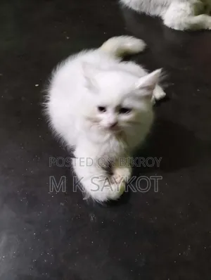 ১-৩ মাসের ফিমেল পিওরব্রেড পার্সিয়ান