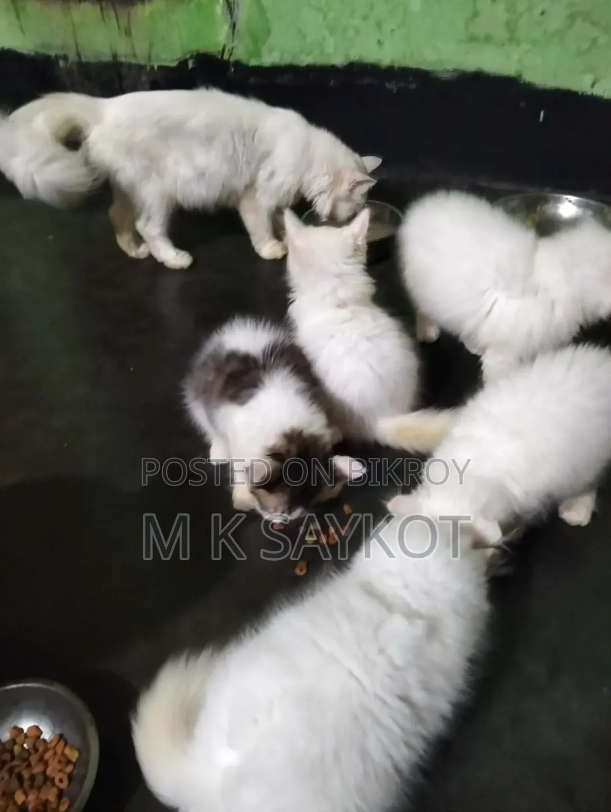 ১-৩ মাসের ফিমেল পিওরব্রেড পার্সিয়ান