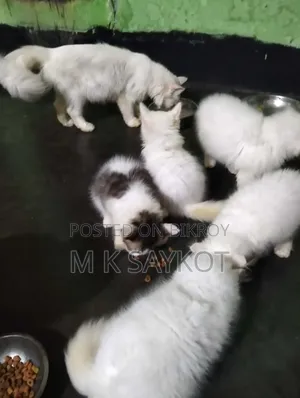 ১-৩ মাসের ফিমেল পিওরব্রেড পার্সিয়ান