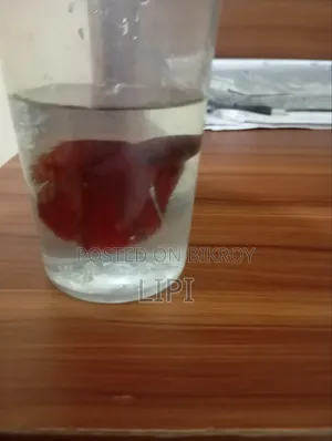 এটি হল বেটা ফিস লাল কালার