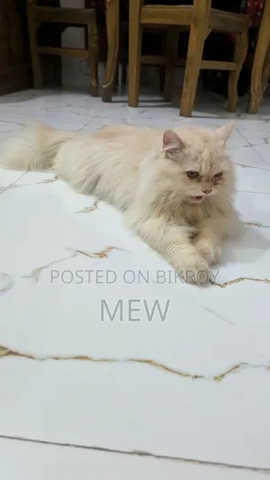 ৬-১২ মাস বয়সী মেইল পিওরব্রেড পার্সিয়ান