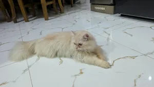 ৬-১২ মাস বয়সী মেইল পিওরব্রেড পার্সিয়ান