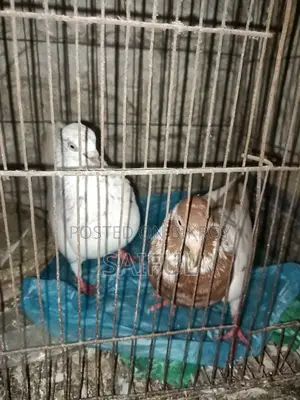 কবুতর জোড়া সেল