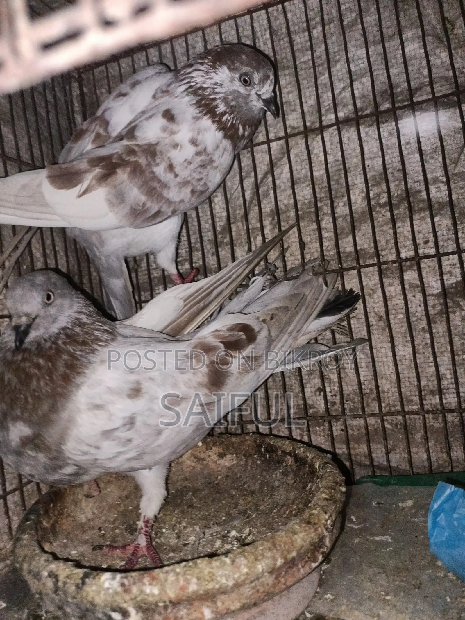 কবুতর জোড়া সেল