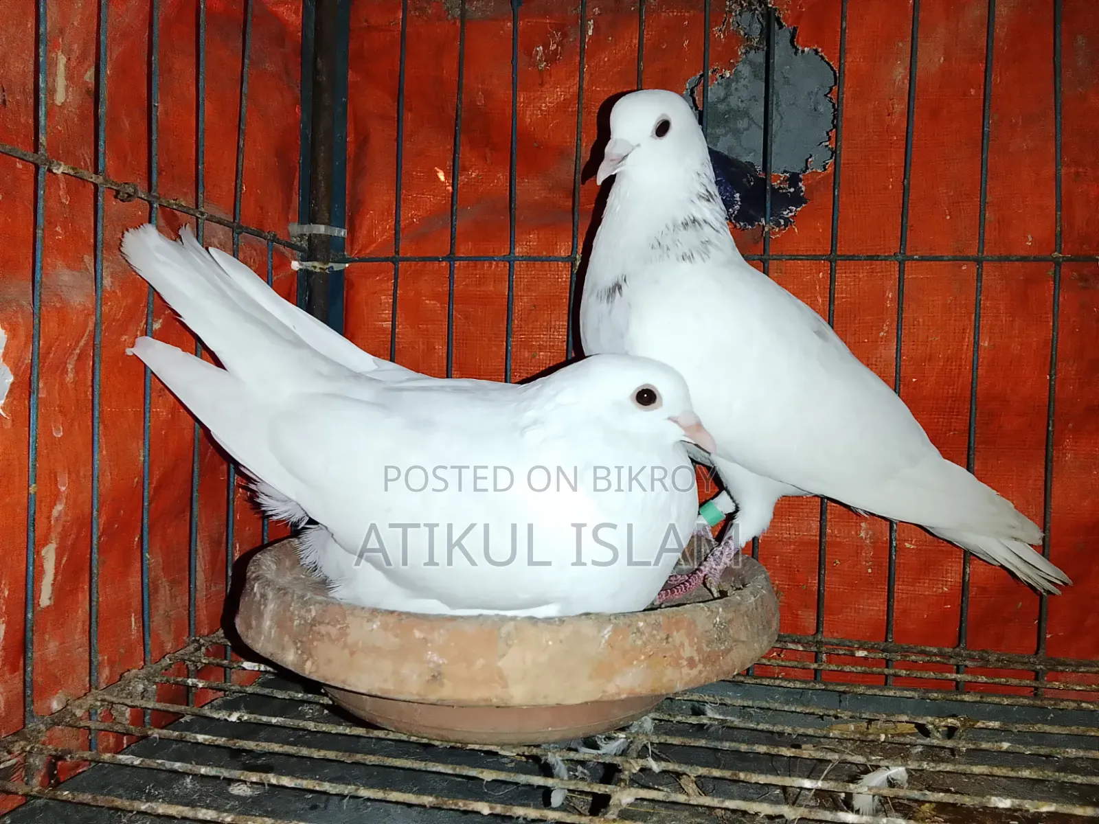 আমার এইসব কবুতর বিক্রি করব