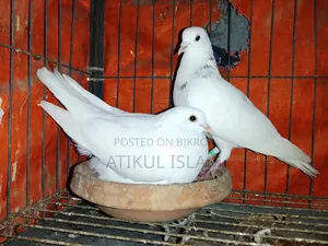 আমার এইসব কবুতর বিক্রি করব