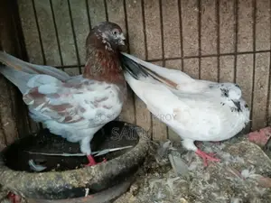 কবুতর জোড়া সেল