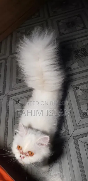 ৬-১২ মাসের নারী খাঁটি পার্সিয়ান বিড়াল